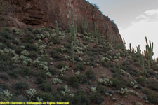 cliff and cactuses